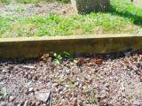 image of grave number 582976